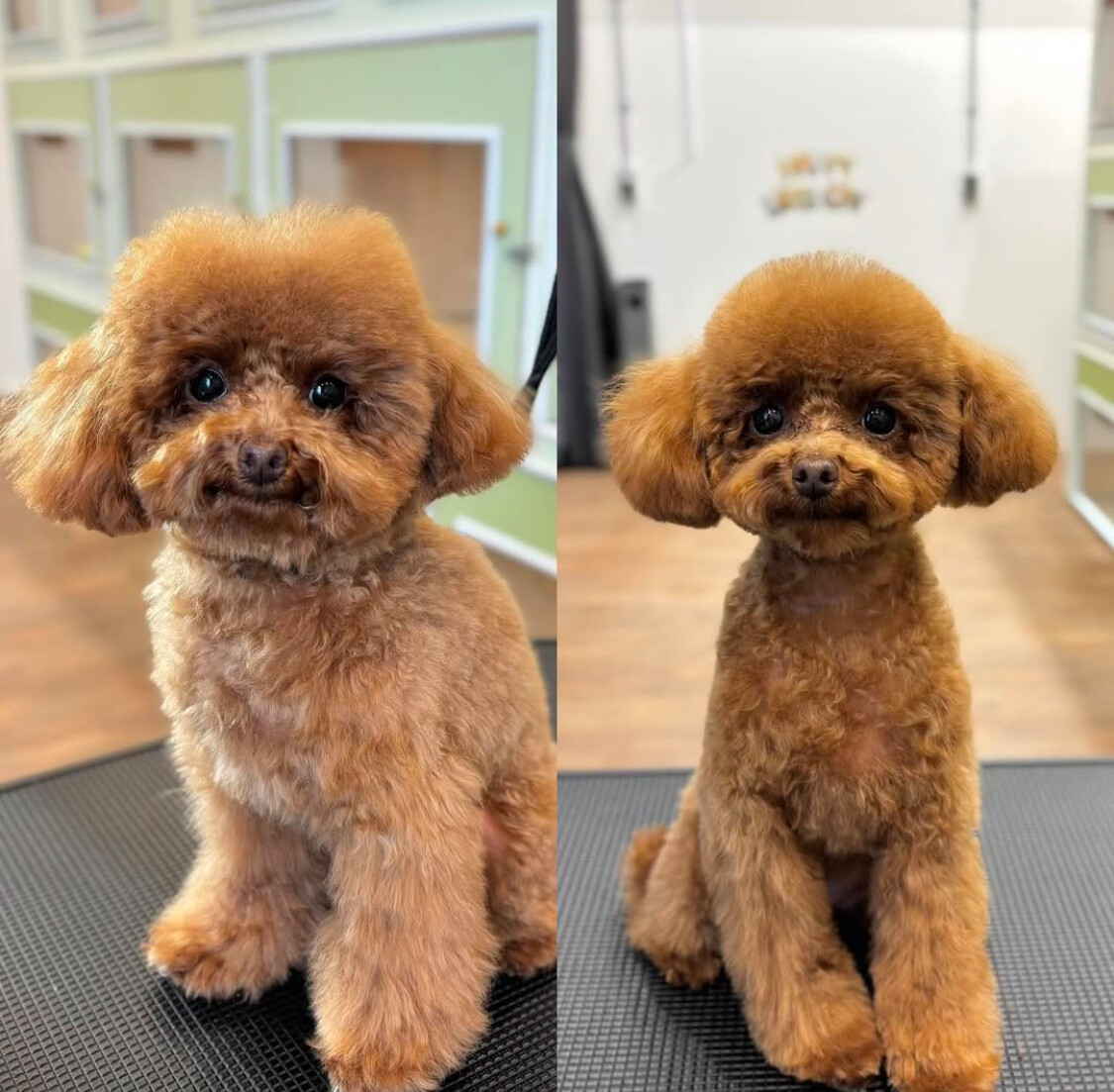 美しくトリミングされた犬4