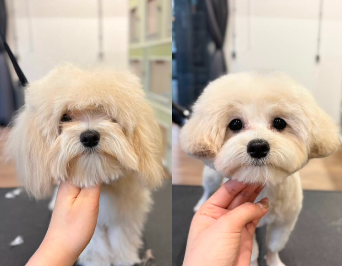 トリマーと犬