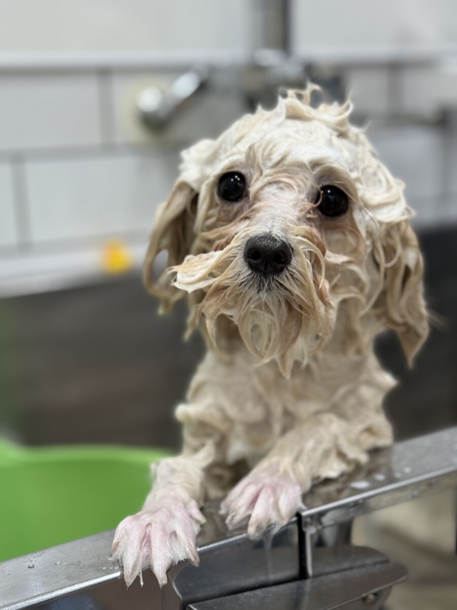 美しくトリミングされた犬3