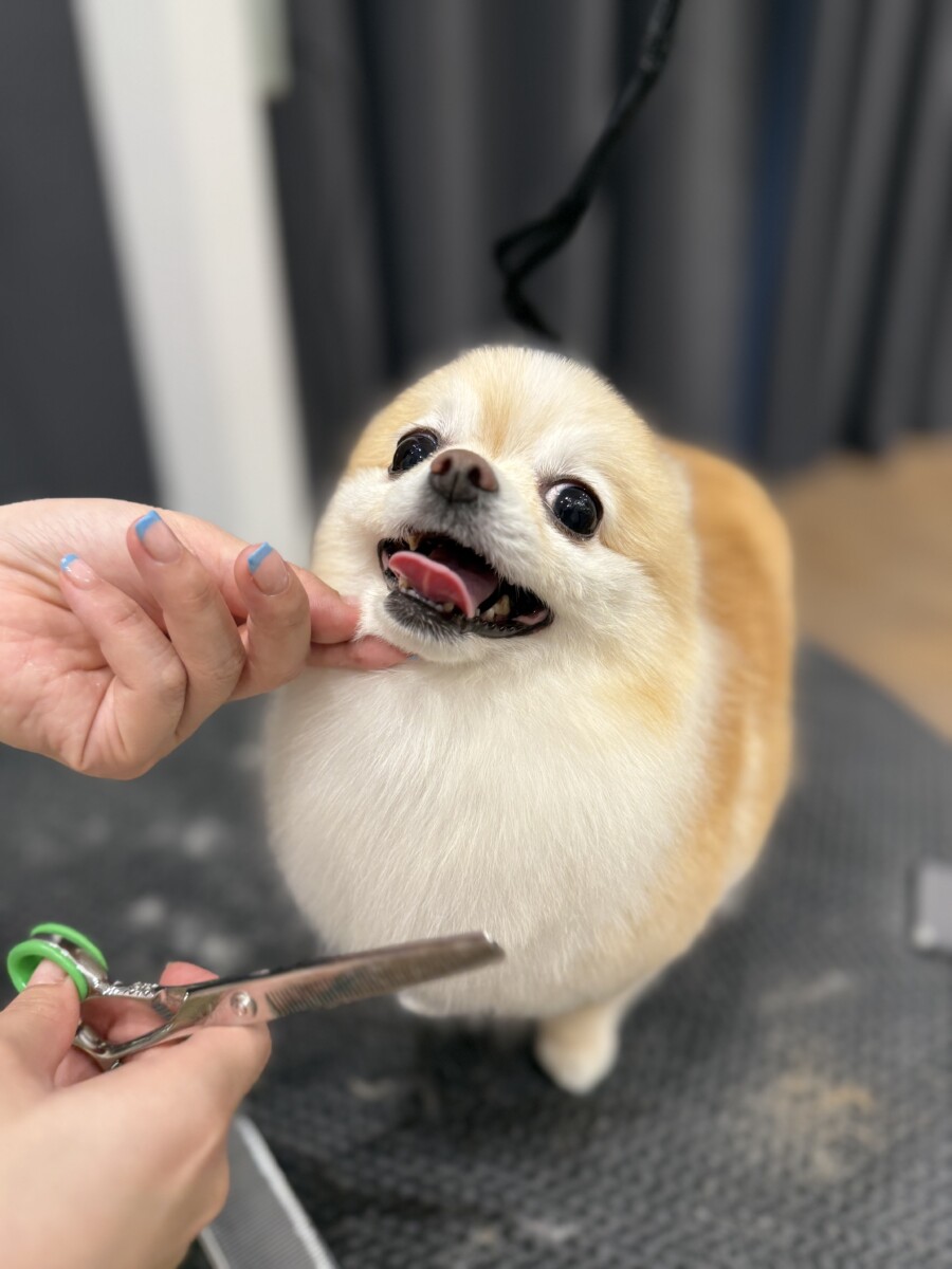 美しくトリミングされた犬2