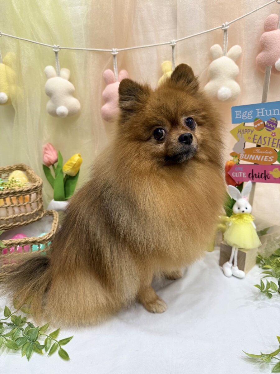 美しくトリミングされた犬1