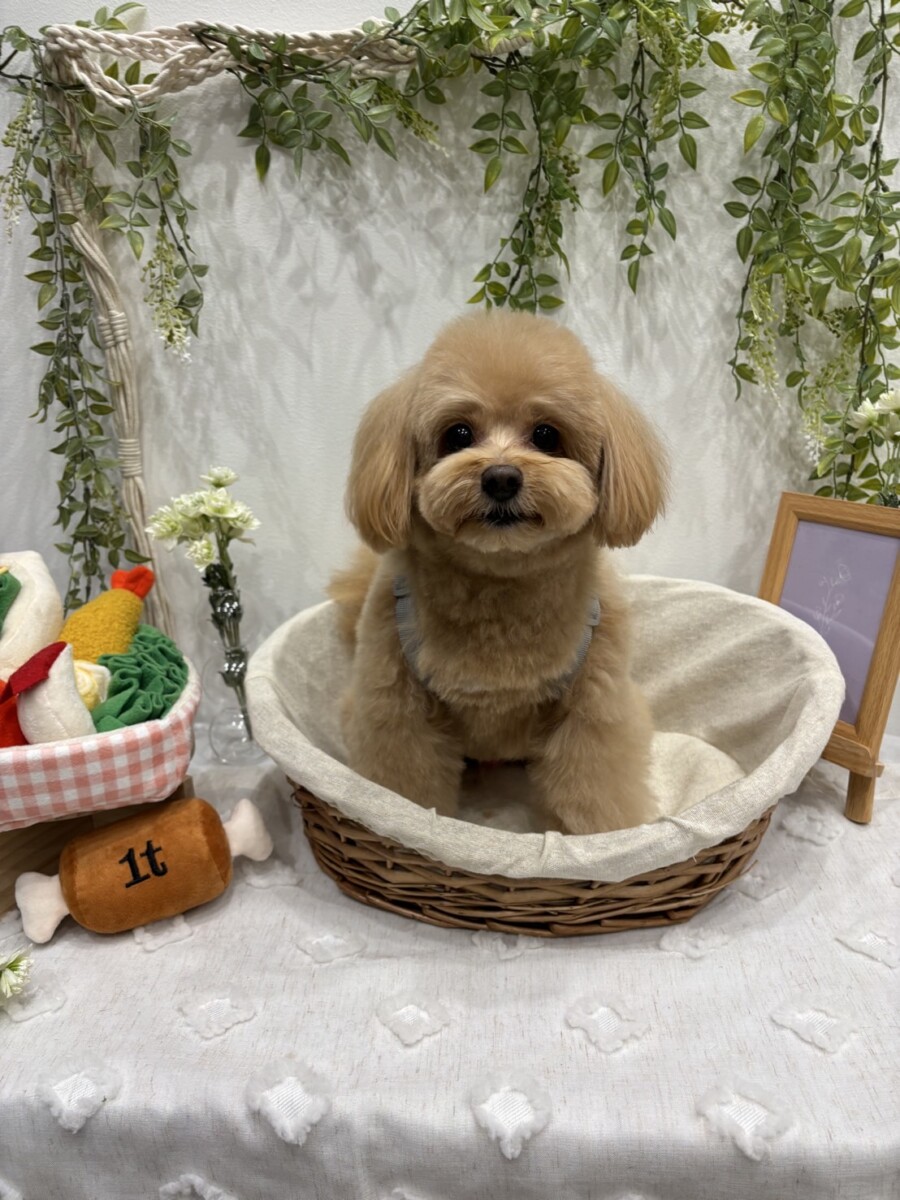 ぽん太