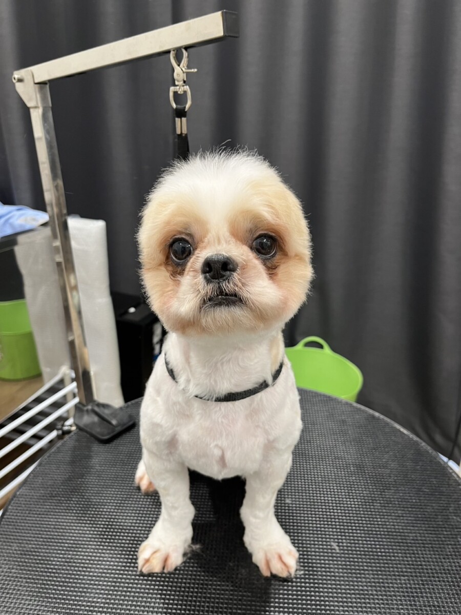 お客様の愛犬3